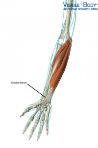 Median Nerve